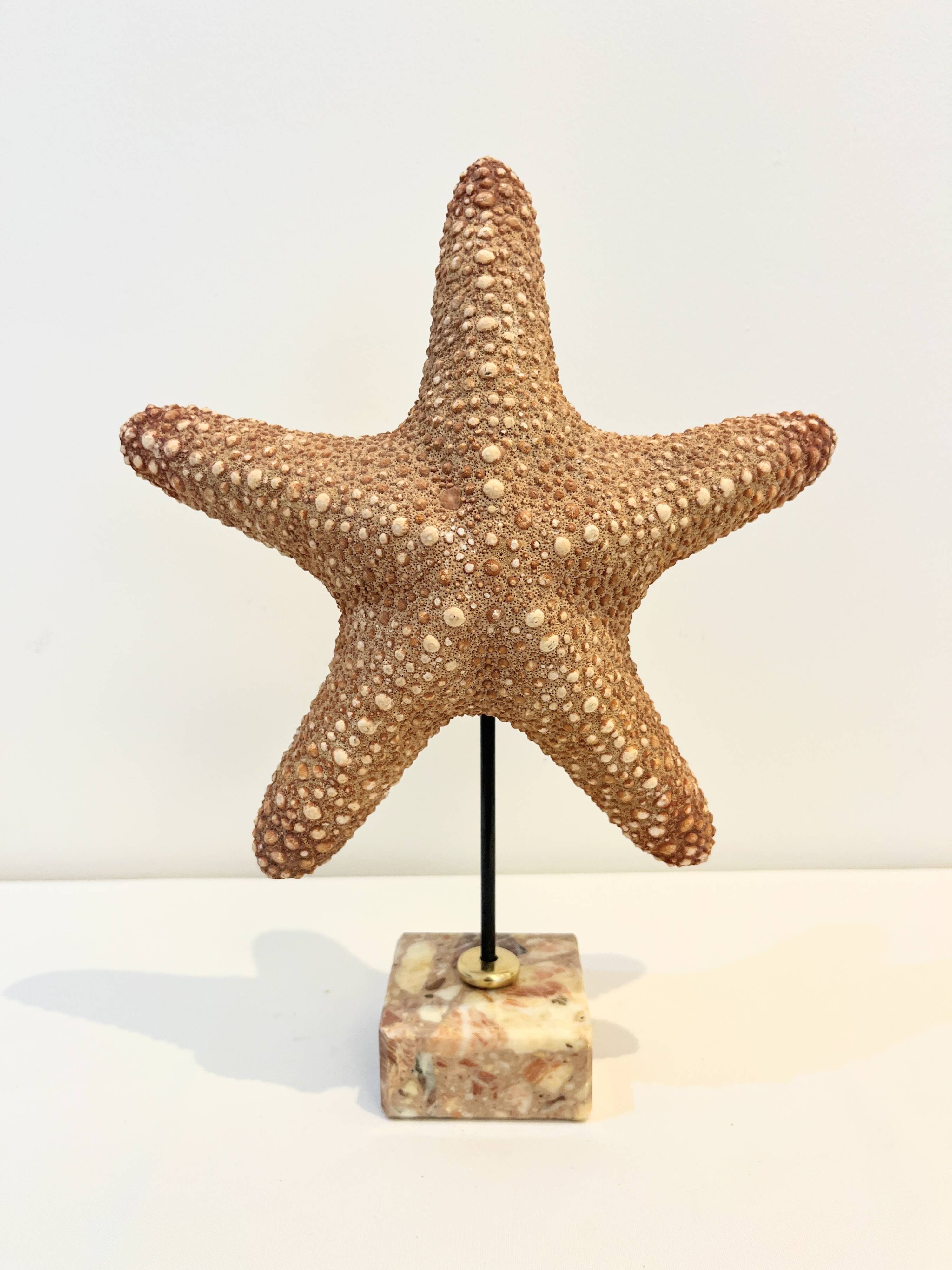 XXL Vintage Natural Starfish on Marble Base Cabinet of Curiosities
