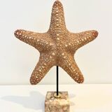 XXL Vintage Natural Starfish on Marble Base Cabinet of Curiosities