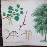 Old Botanical School Card Poplar-Aspen Tree