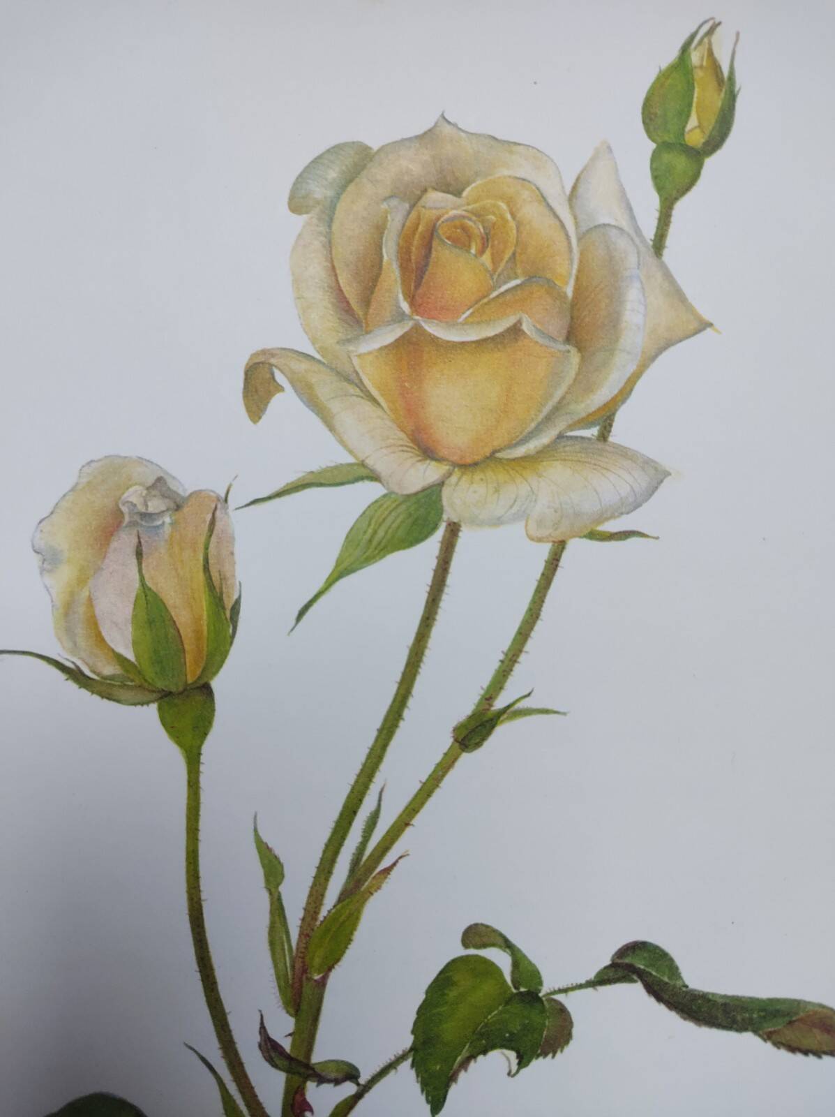 Illustration botanique de 1968 Joanna Hill - Planche Vintage fleur et rose