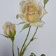 Illustration botanique de 1968 Joanna Hill - Planche Vintage fleur et rose