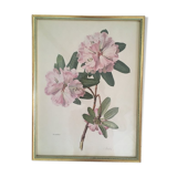 Botanical setting Rhododendron Oreodoxa by Riefel