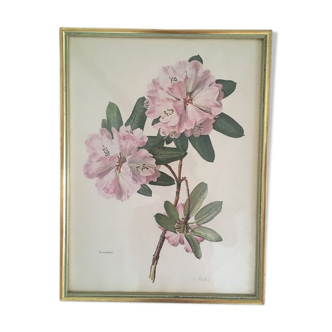 Botanical setting Rhododendron Oreodoxa by Riefel