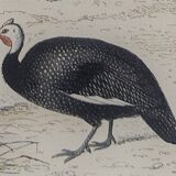Ornithological Plate, Buffon 1838 "Rooster, Hen, Turkey, Guinea Fowl"