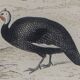 Planche Ornithologique, Buffon 1838 "Coq, Poule, Dindon, Pintade"