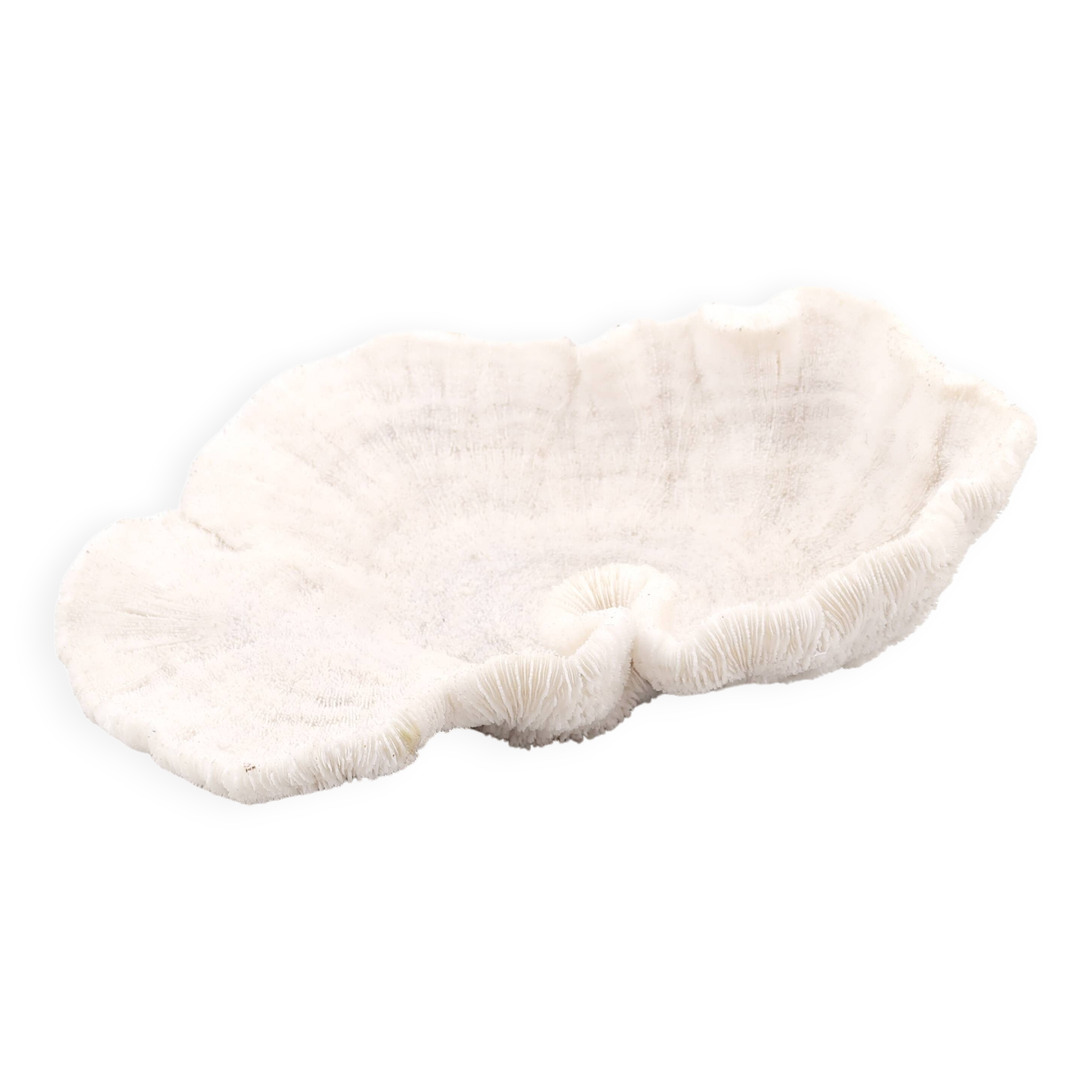 white coral empty pocket shape, cabinet of curiosities, 70s