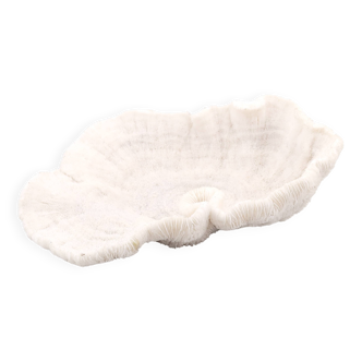 white coral empty pocket shape, cabinet of curiosities, 70s