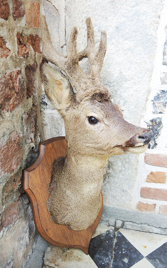 Former hunting trophy