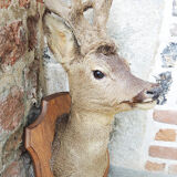 Former hunting trophy