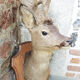 Former hunting trophy