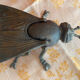 Fly ashtray