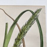 Duo botanical plates, Ed. London 1878