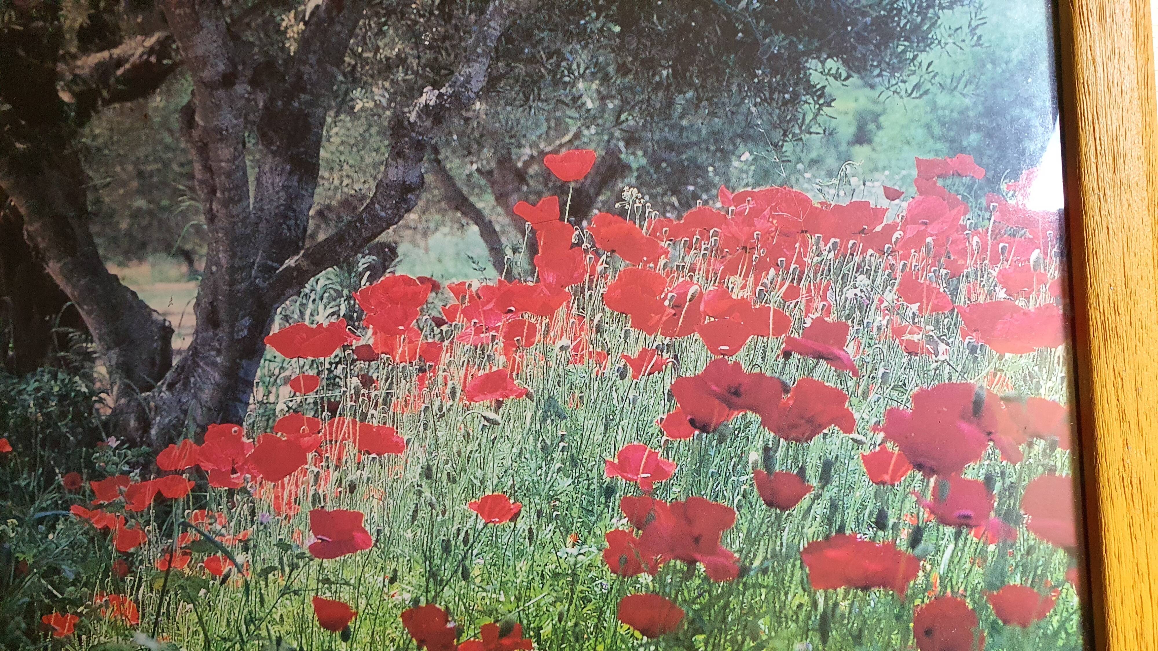 Photo under glass wooden frame "field of poppies"
