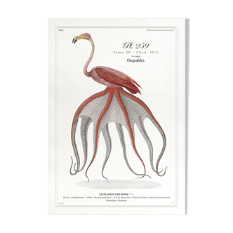 Chimera lithograph animal engraving - the pink flamoulpe