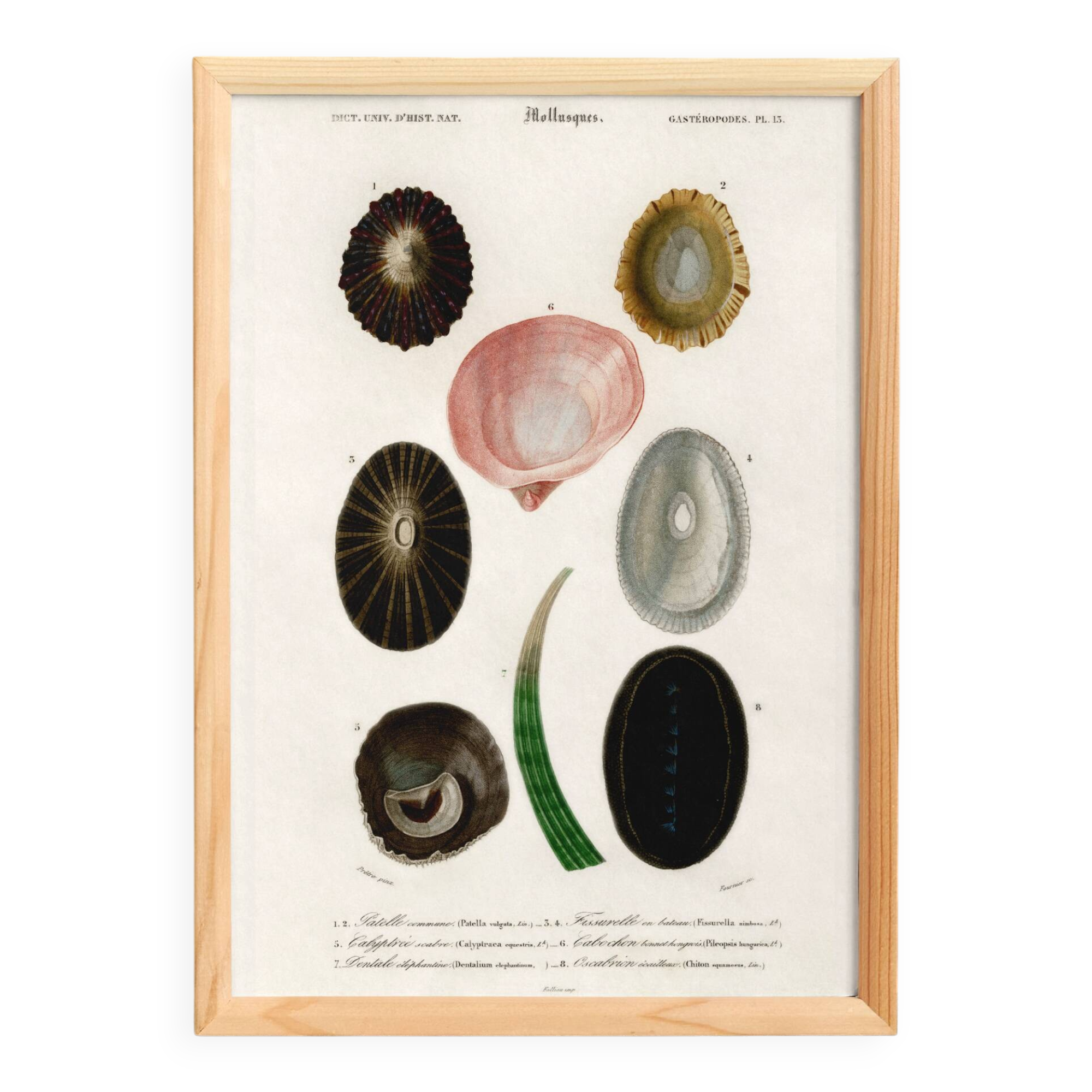 Poster about seashells and marine molluscs
