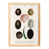 Poster about seashells and marine molluscs