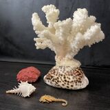 Curiosités marines (Coraïl, hippocampes, coquillages)