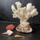 Marine curiosities (coral, seahorses, shells)