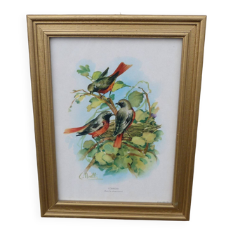 Vintage golden wooden frame illustration of exotic birds.