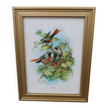 Vintage golden wooden frame illustration of exotic birds.