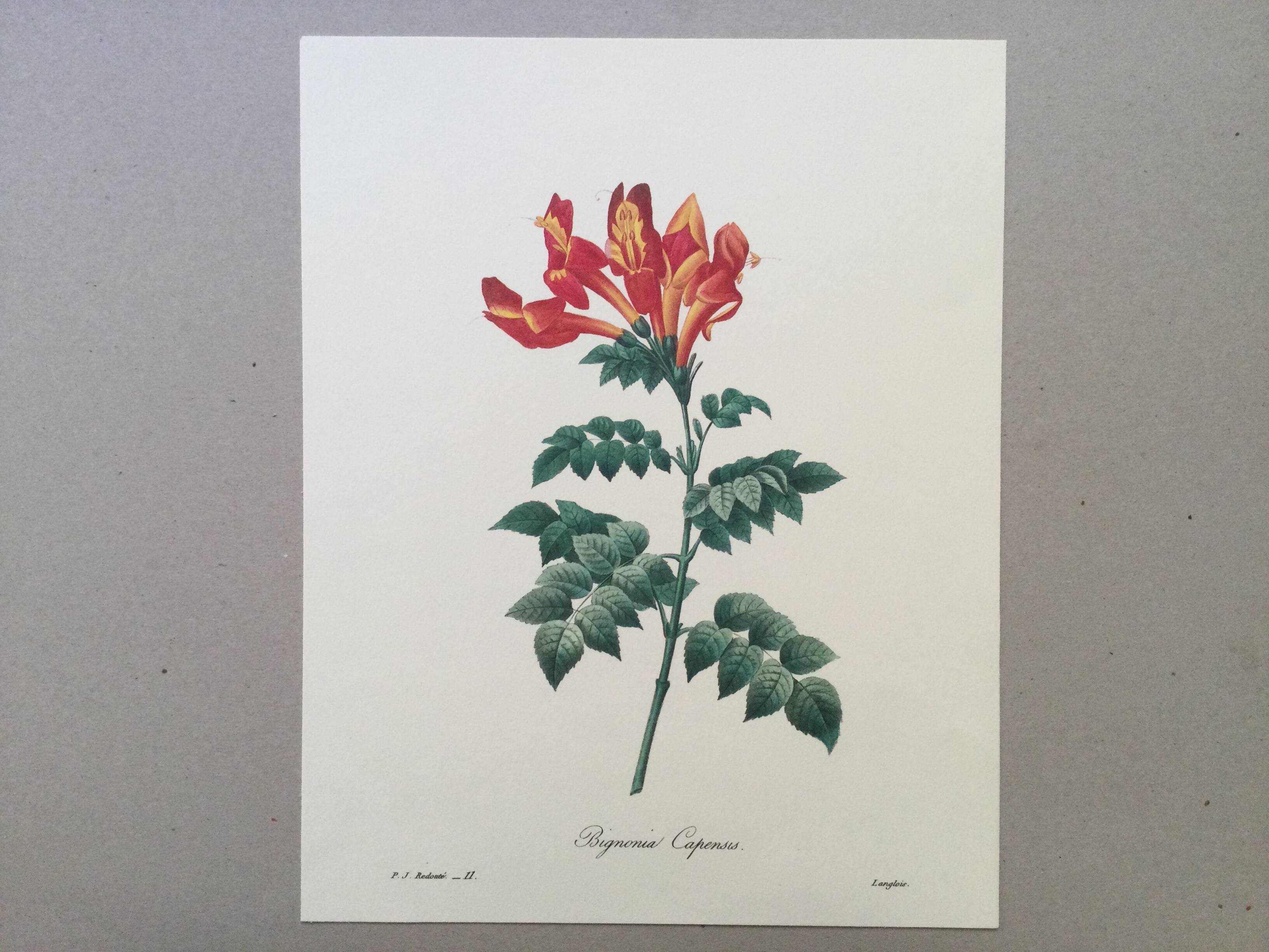 Vintage illustration of Bignonia Capensis flower from the 1960s.
