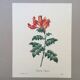 Vintage illustration of Bignonia Capensis flower from the 1960s.