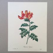 Vintage illustration of Bignonia Capensis flower from the 1960s.