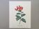 Illustration ancienne Fleur Bignonia Capensis Impression vintage années 60