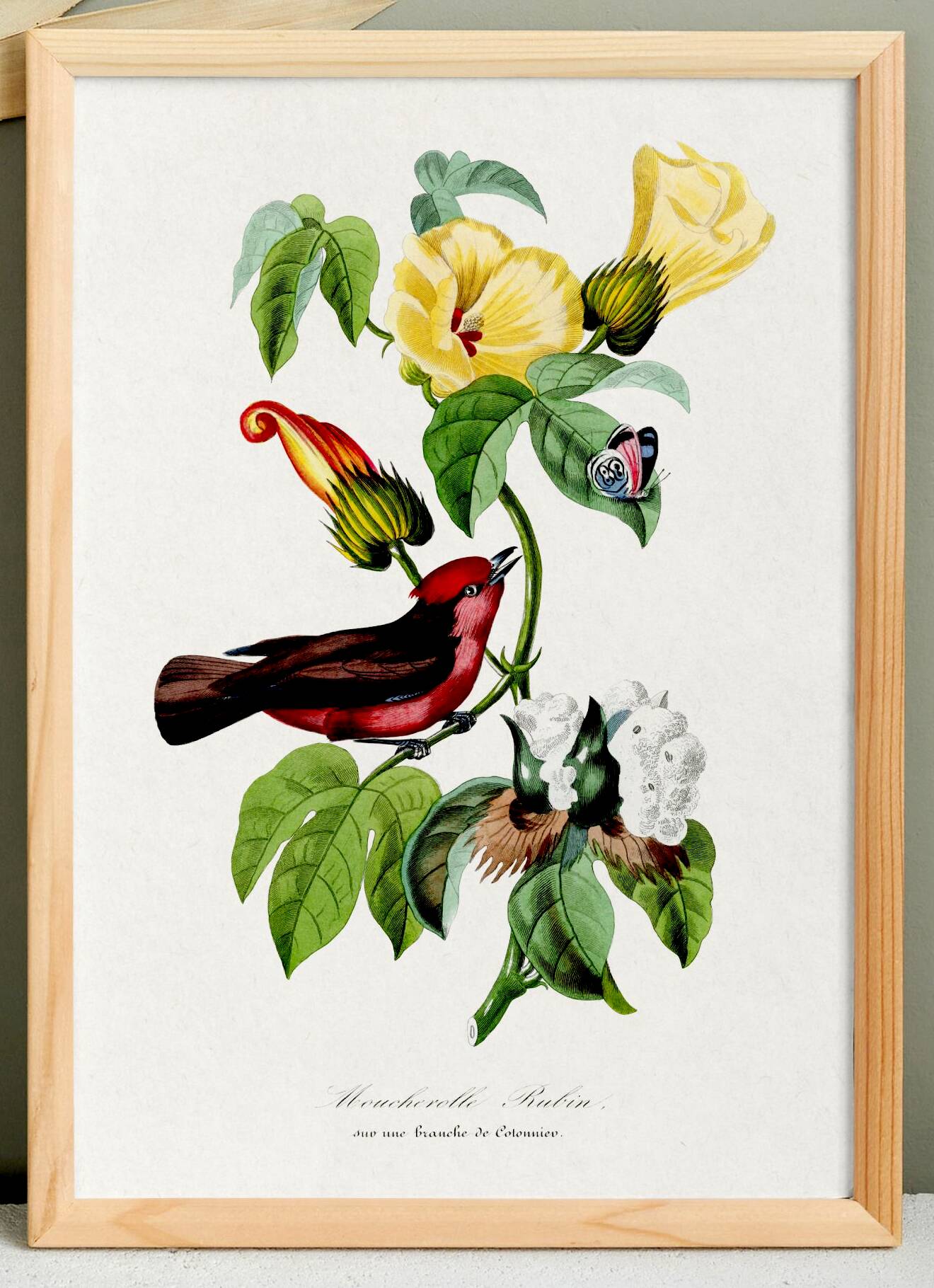 Poster about the scarlet flycatcher (exotic bird), based on an engraving
