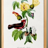 Poster about the scarlet flycatcher (exotic bird), based on an engraving