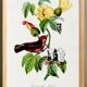 Poster about the scarlet flycatcher (exotic bird), based on an engraving