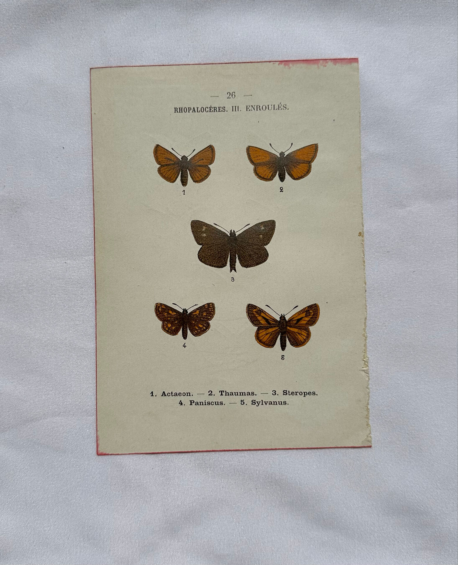 Botanical engraving double-sided butterflies naturalist plate etching