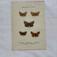 Botanical engraving double-sided butterflies naturalist plate etching