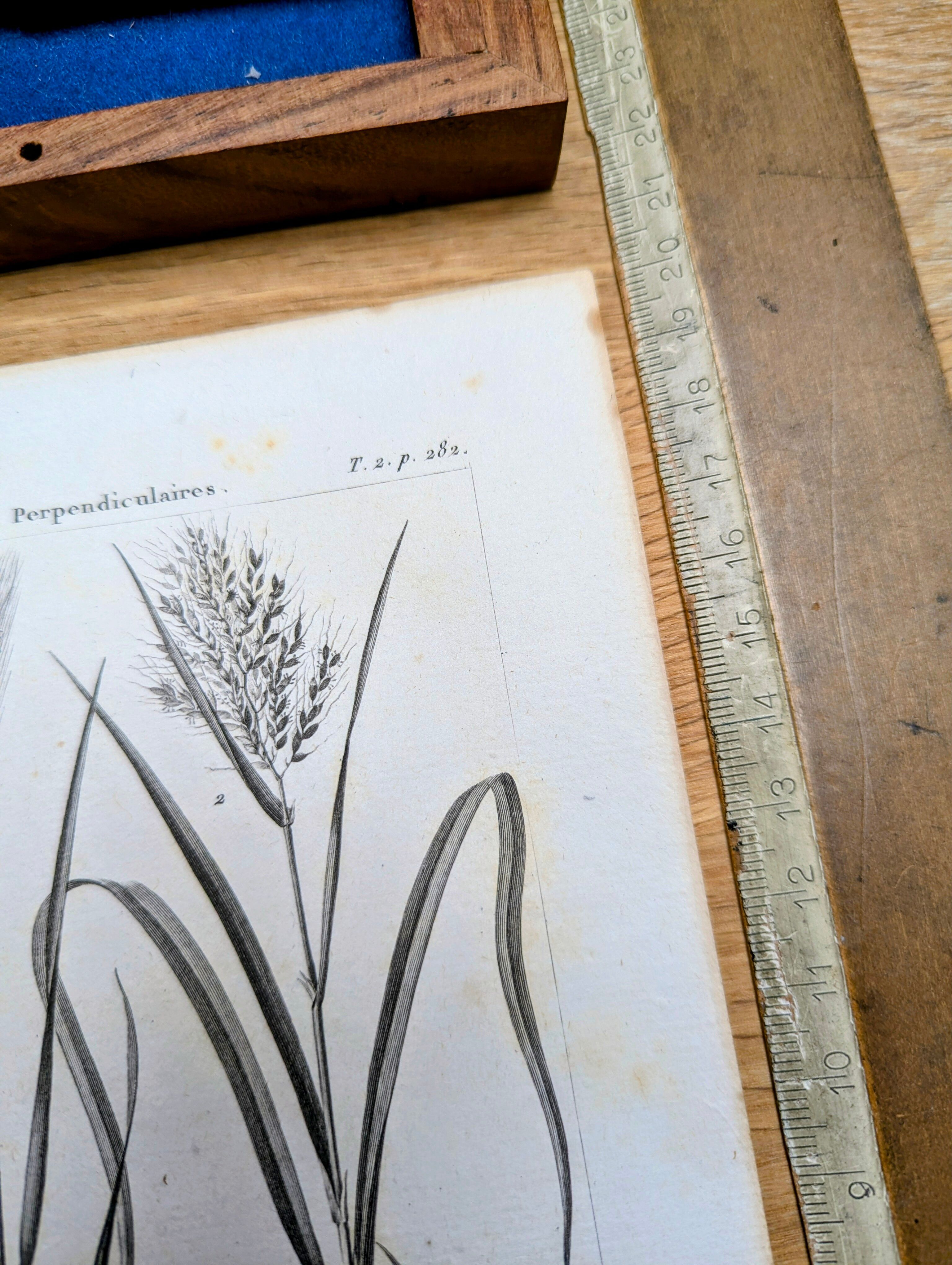 Printed in 1818, Wheat and Rice. Vintage botany.