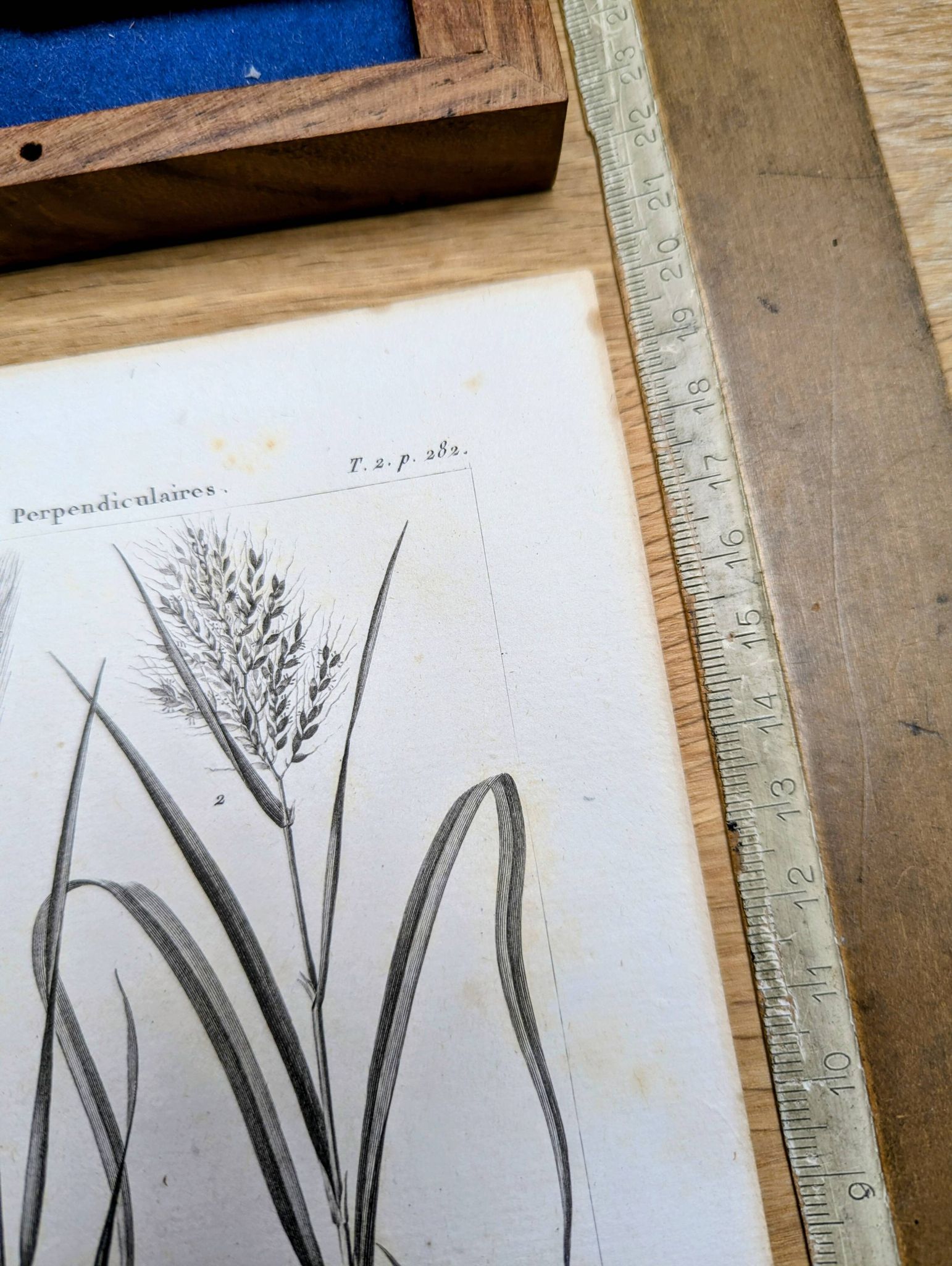 Printed in 1818, Wheat and Rice. Vintage botany.