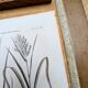 Printed in 1818, Wheat and Rice. Vintage botany.