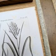 Printed in 1818, Wheat and Rice. Vintage botany.