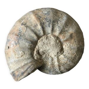 fossile ammonite