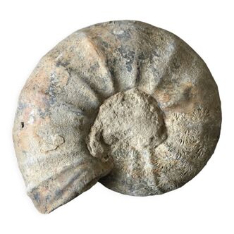 Ammonite fossil