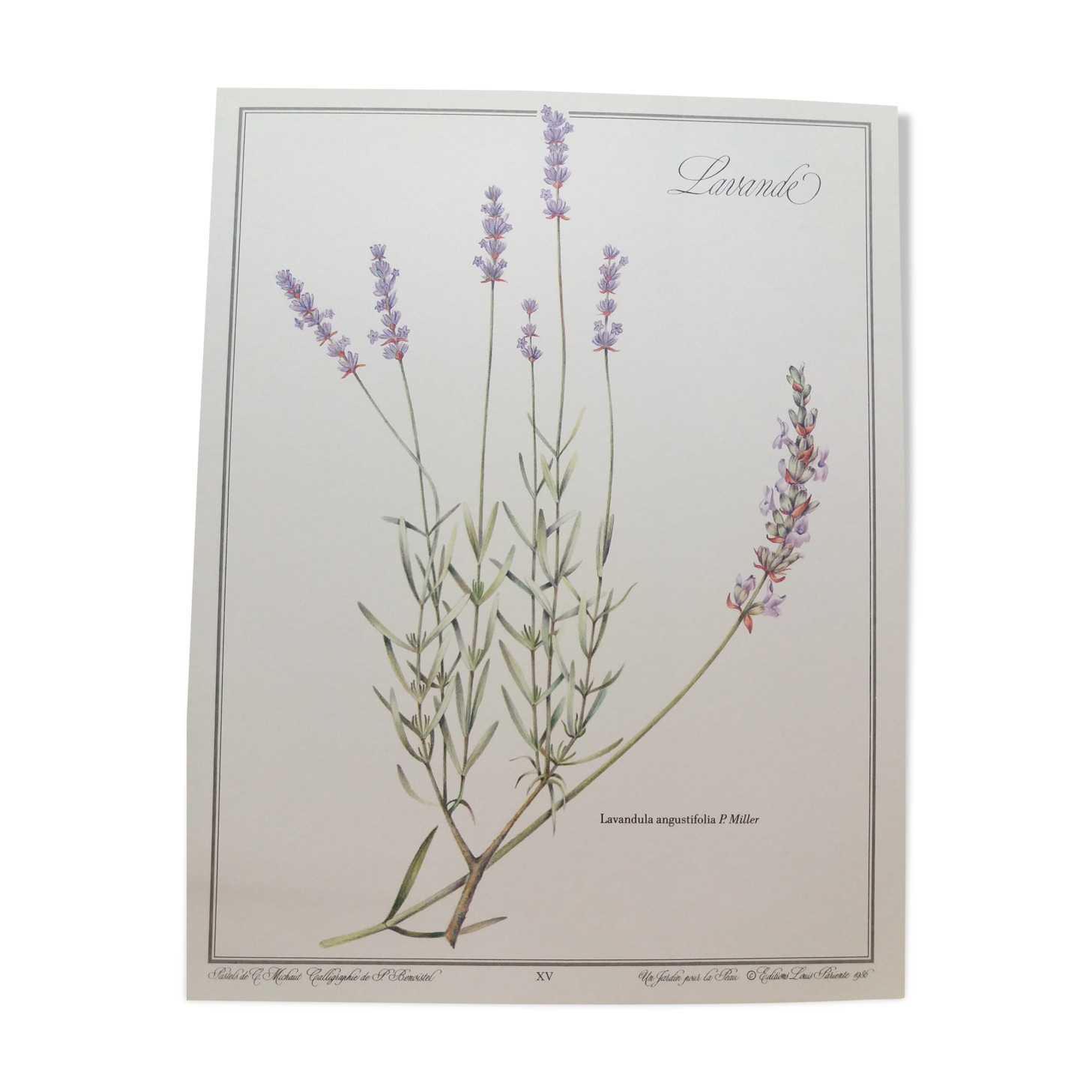Lavender botanical plank