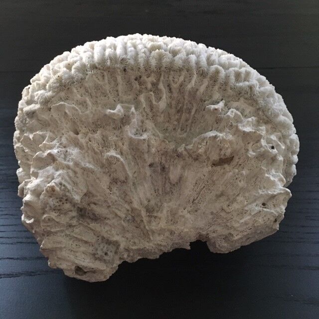 White coral