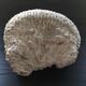 White coral