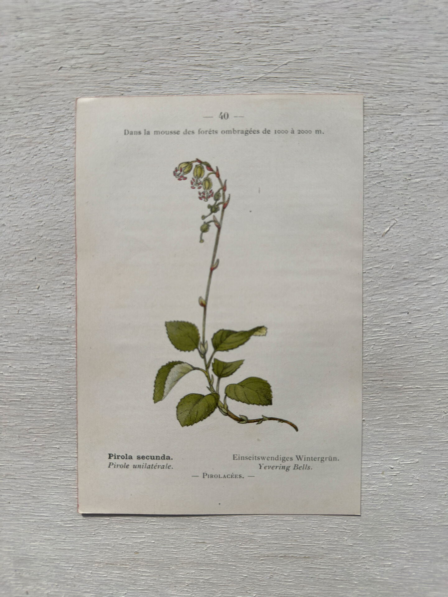 Botanical Plate 1800 Old naturalist engraving 19th century double-sided
