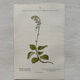 Botanical Plate 1800 Old naturalist engraving 19th century double-sided