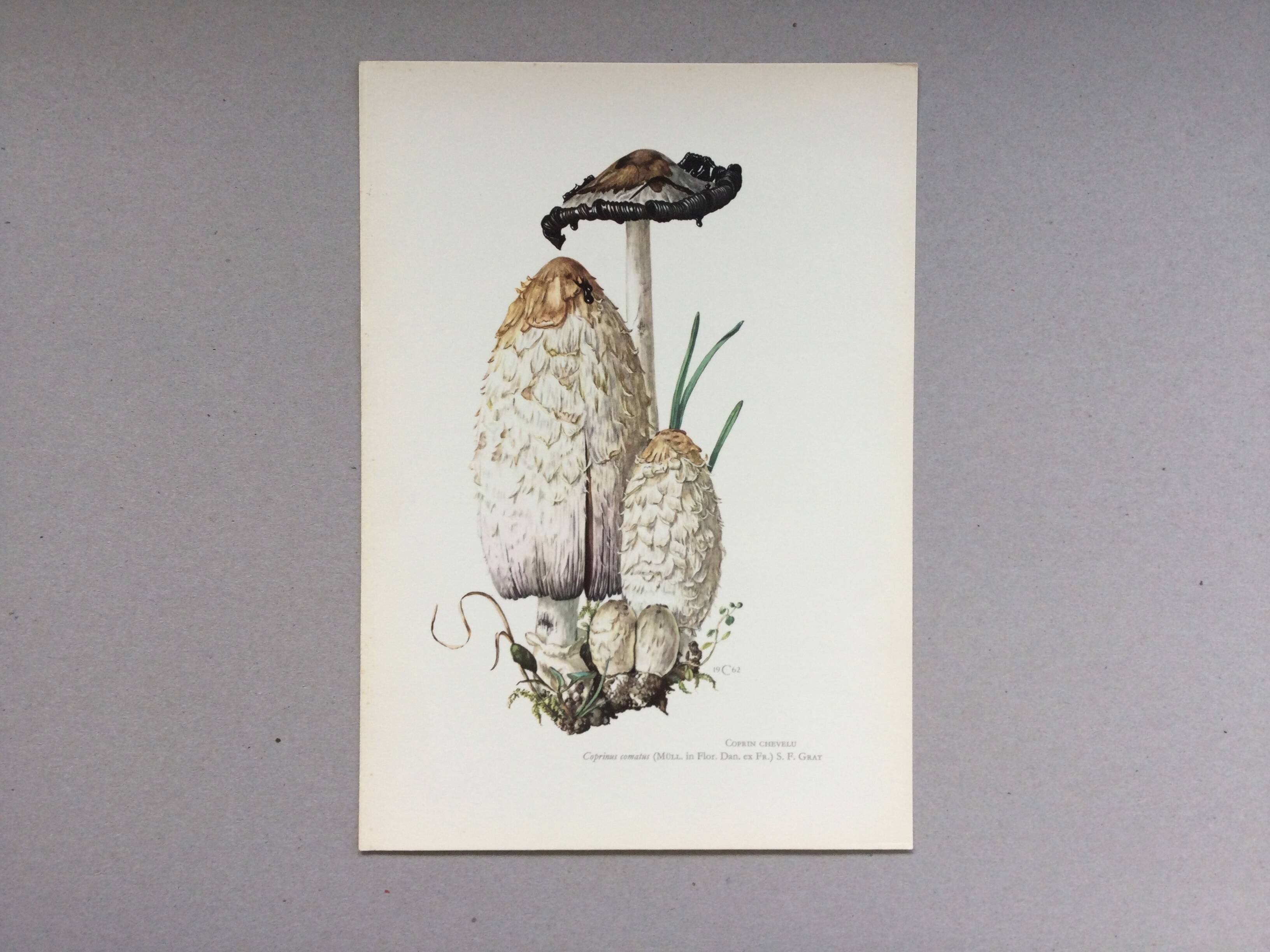 Illustration botanique Champignons Coprinus Impression Vintage des années 60
