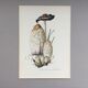 Illustration botanique Champignons Coprinus Impression Vintage des années 60