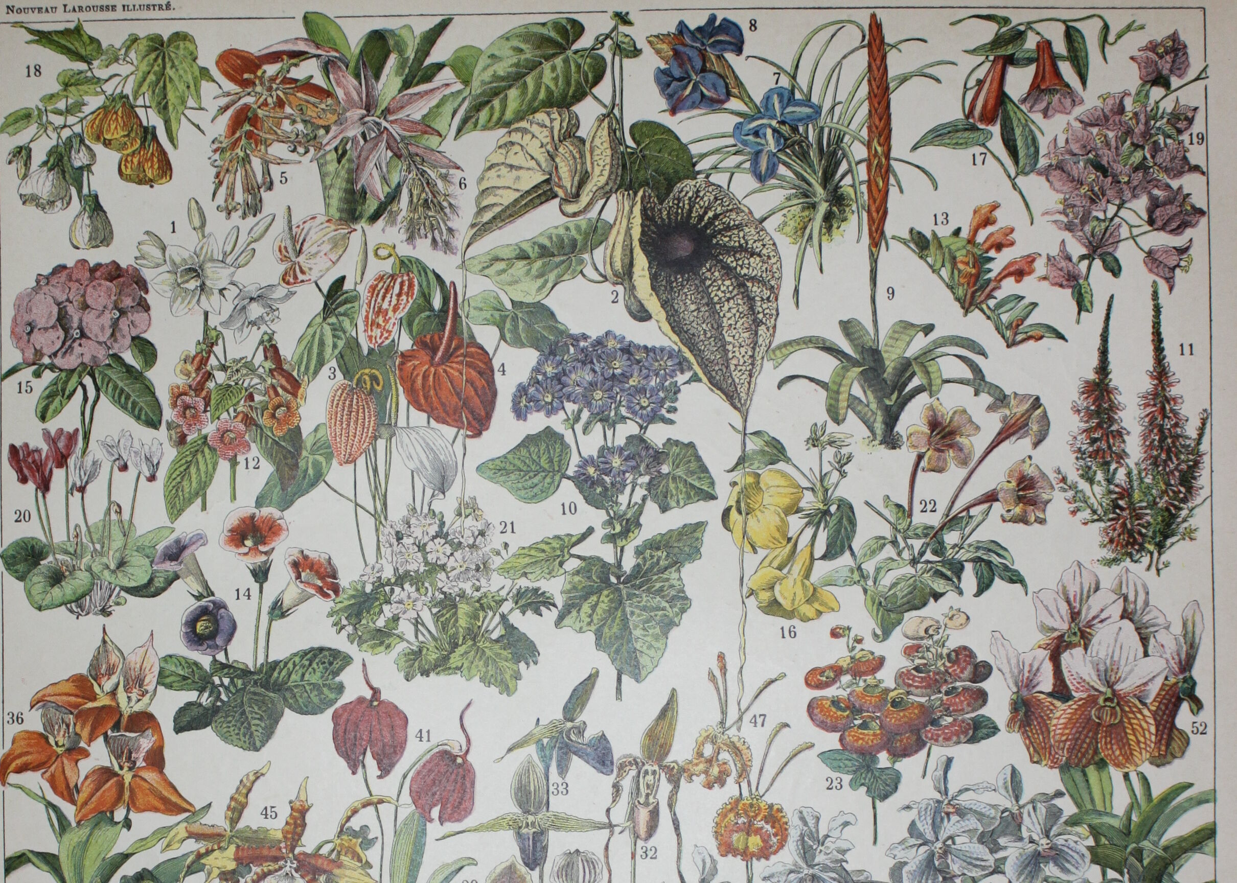 Engraving • Flowers and greenhouse plants • Original lithograph from 1898