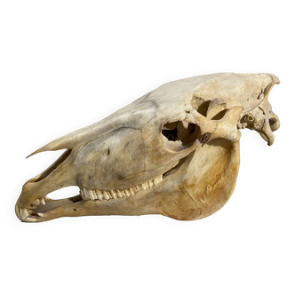 Horse skull