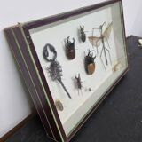 Boîte d'entomologie d'insectes