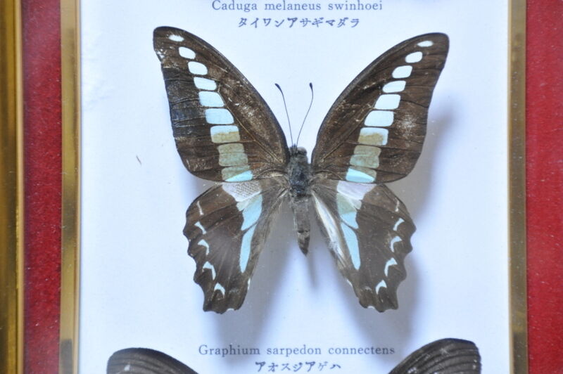 Frame with naturalized butterflies